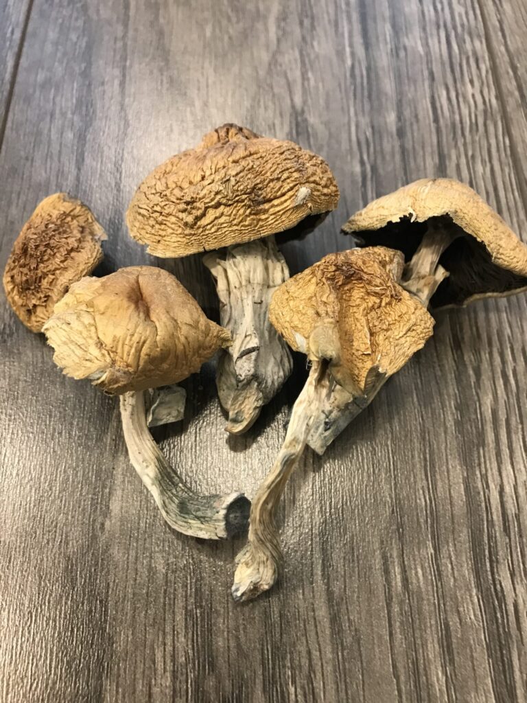 psychedelic mushrooms