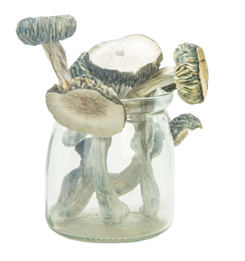 microdosing magic mushrooms