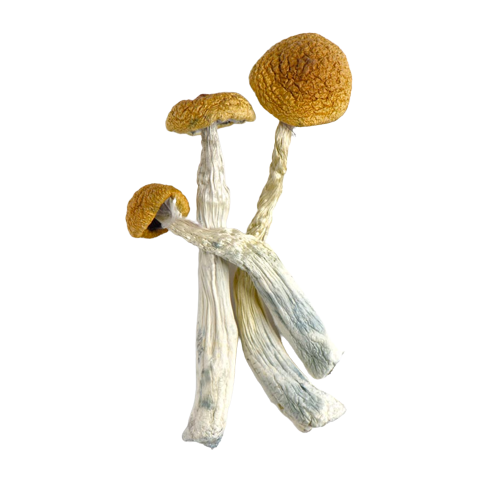 mushroom microdosing