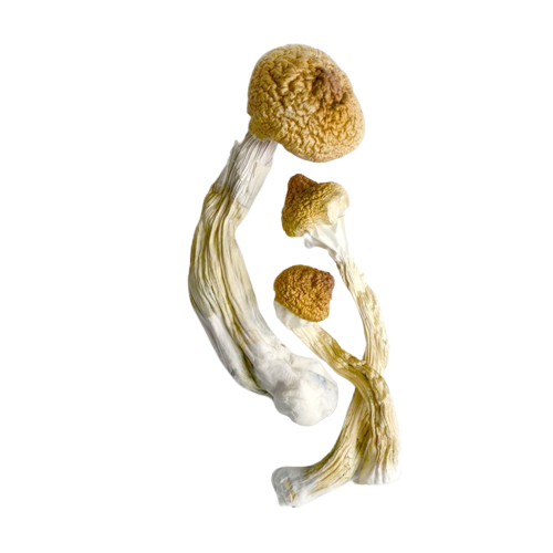 microdosing mushroom near me