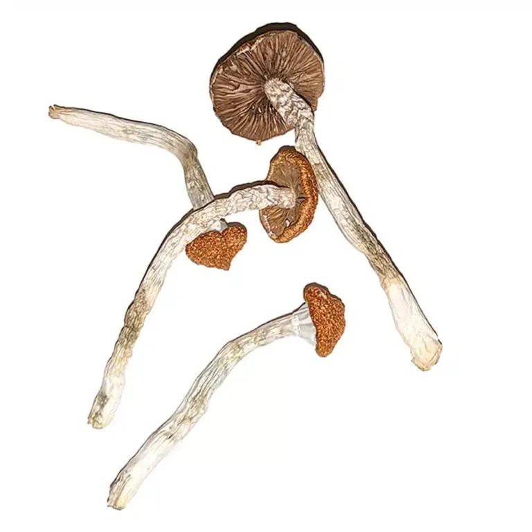 how to take psychedelic mushrooms
