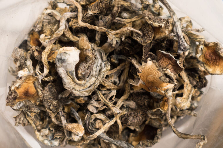 Blue-Meanie-Shrooms-CSD