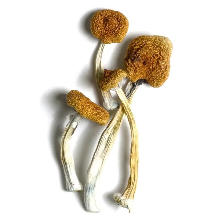 microdose magic mushrooms