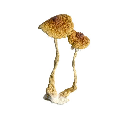 where can i find psychedelic mushrooms