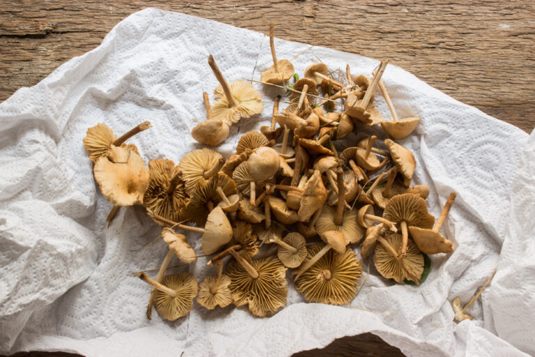 Fairy-ring-mushrooms_-2-1-768x512