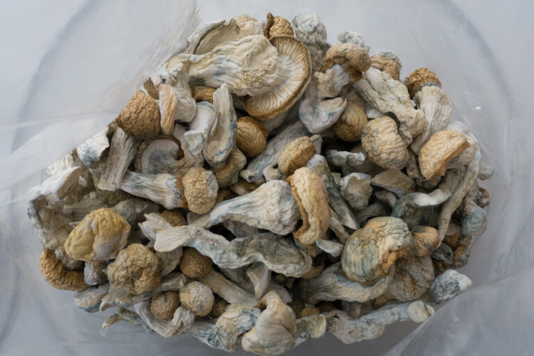 albino penis envy mushrooms