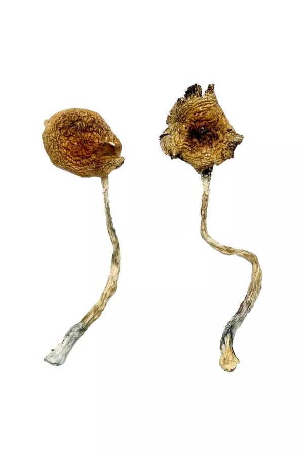 What is a microdose of mushrooms