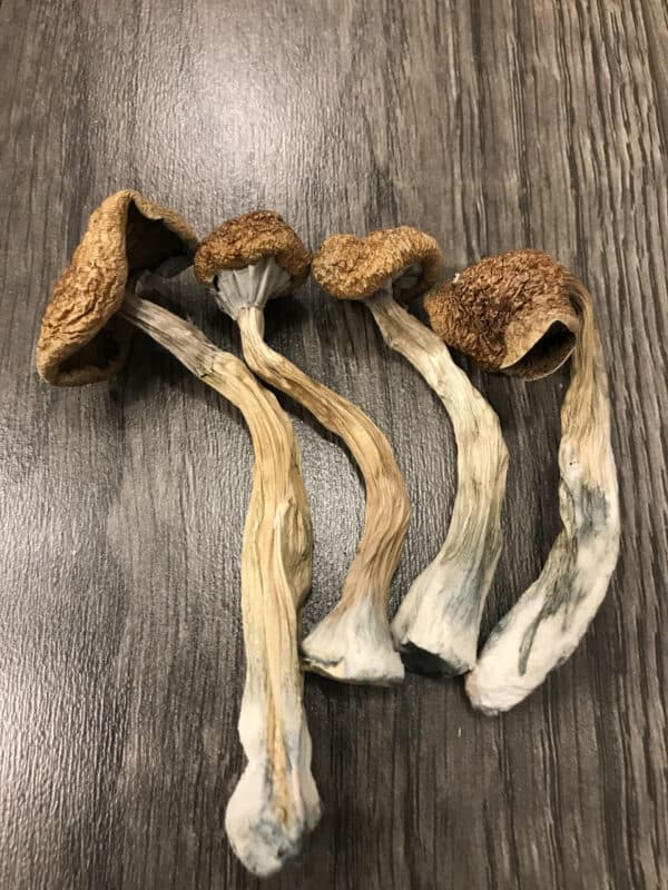 types of psychedelic mushrooms