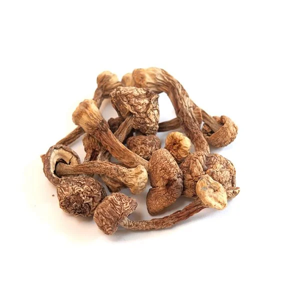 psychedelic mushrooms where to find