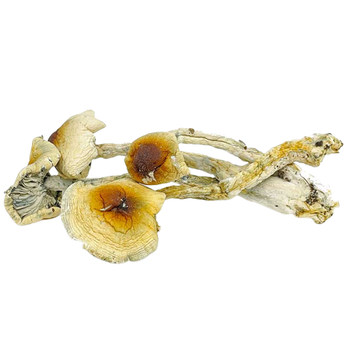 buy psychedelic mushrooms online