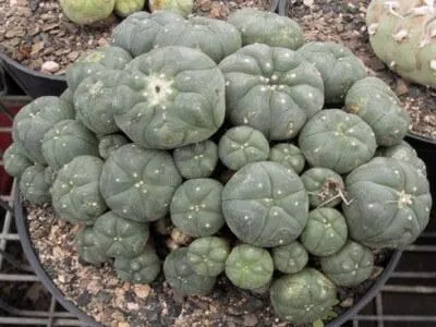 Buy Peyote Online